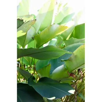 Natural Banana Plants